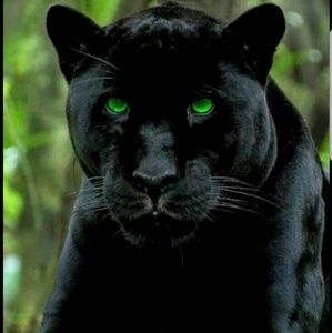 Meet your Posher, Otto